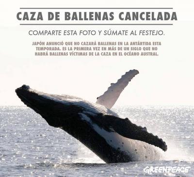 Tras el fallo de La Haya, Japón suspende la caza de ballenas en la Antártida